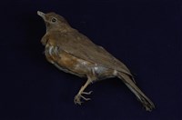 藏品(赤腹鶇)的圖片